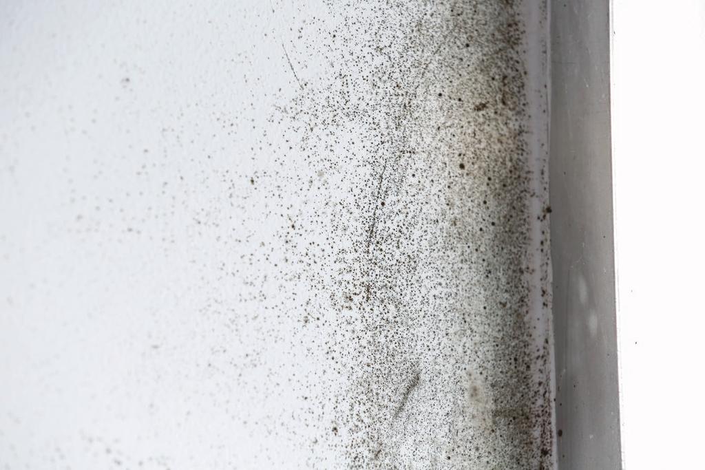 Mold Mold growth indoors is usually a result of favorable conditions occurring for growth.
