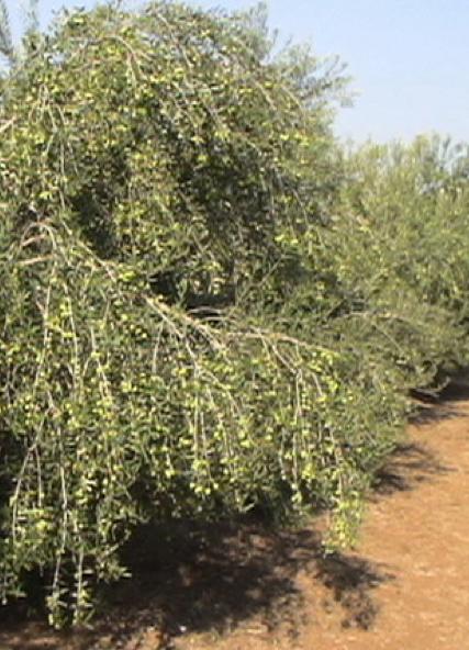 Olive trees are rain-fed or irrigated. The fruit is pickled or extracted for oil.