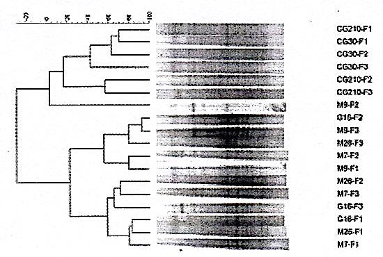 Fungal DNA fingerprints of root-zone