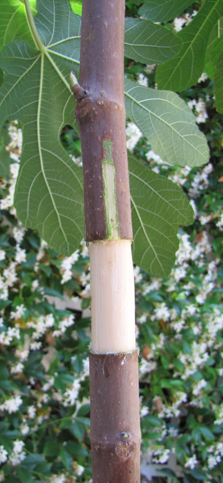 Applying the Air- Layers Wound the branch twice, on opposite sides of the branch, for a length of approximately 3"-5 above