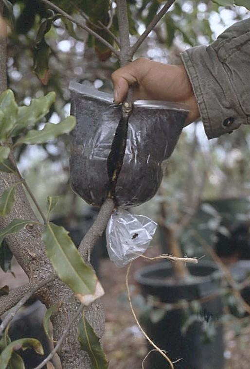 Applying the Air- Layers Wrap the prepared air-layering bag around the girdled branch.