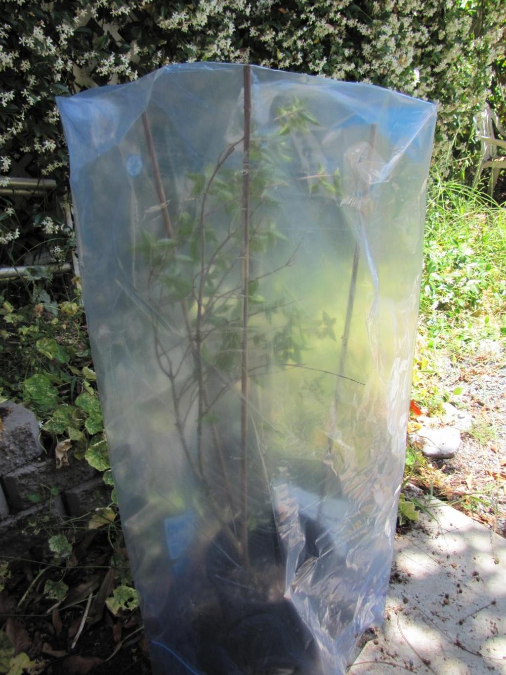 Ways to Reduce Transpiration Bagging the air-layer in a translucent plastic bag can act like an individual high humidity greenhouse for each air-layer.