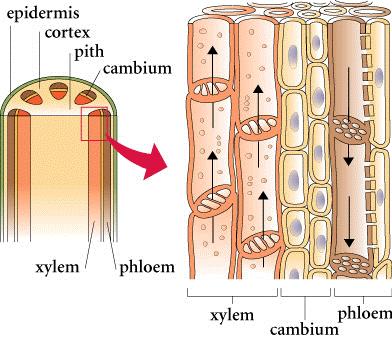 Phloem and Xylem Phloem is found in the innermost layer of bark.