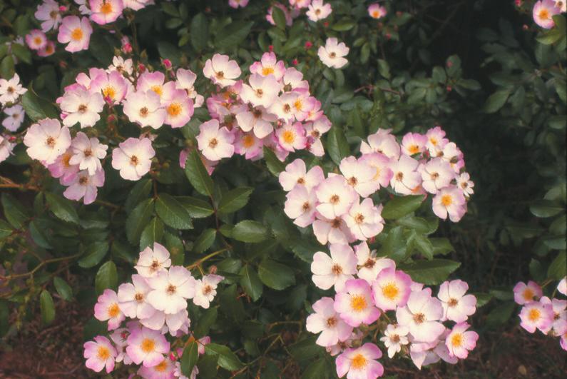 Ramblers and small flowered climbers that bloom only in the spring should be pruned immediately following bloom. Spring flowering roses and shrubs set flowering buds in late spring and summer.
