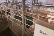 efficiency Mastitis alerts Cows in