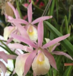JUNE 2017 Hello PAOS Members and Friends! As you know, our first Orchid Festival was a great success! Special thanks goes to R.F. Orchids for allowing us to use their brand-new and beautifully designed event facility to host our many visitors.