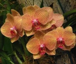 The American Orchid Society team of judges from the West Palm Beach Judging Center had their hands full.