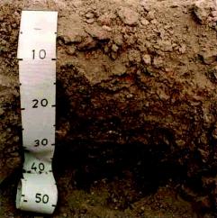matrix or gleyed matrix. This indicator is most often associated with overthickened soils in concave landscape positions.