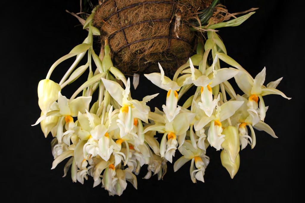When you first start growing orchids, you scoff at the idea of growing one that blooms for only 2 or 3 days at a time. That reticence flies out the window once you see a Stanhopea in bloom.