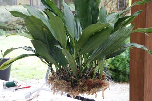 Bulbophyllum growers wanted a shallow slatted basket, stanhopea growers wanted a deeper basket