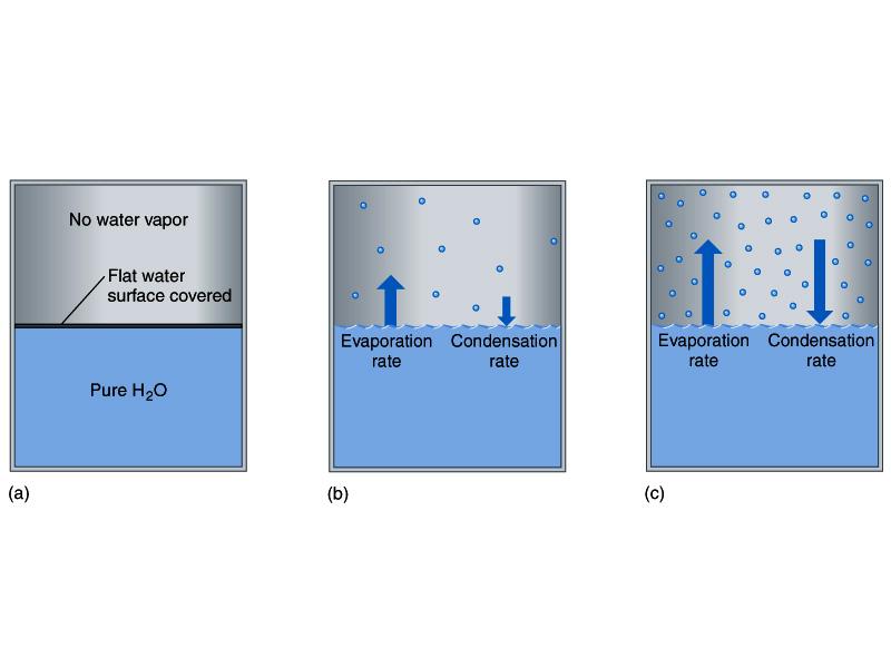 Saturation and equilibrium Water exposed to a gas (or vacuum) will evaporate into it Water vapour will bond
