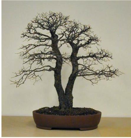 BSD NEWSLETTER PAGE 4 April Bonsai (Cont d) but you should not rely on it to replace hand watering.