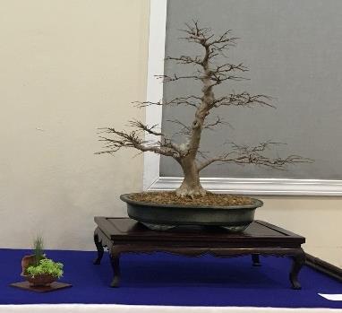 BSD NEWSLETTER PAGE 5 Club Bonsai Show in Review By Sylvia Smith First, I'd like to thank everyone who participated in