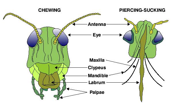 The mouthparts of insects tend to be one of two types: A chewing insect bites off, chews, & swallows plant parts.