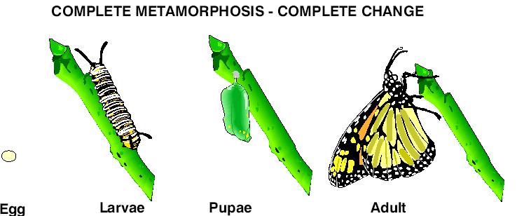 Complete metamorphosis has 9 four stages of development: Larva are segmented, wormlike forms that often inflict considerable damage on plants.