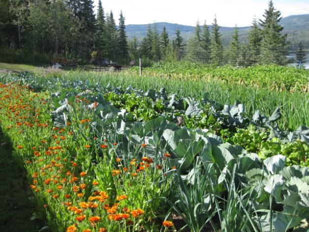 Beginners Guide to Planning a Vegetable Gardening By Tracey L. Payne This garden contains mostly storage crops like potatoes, carrots, onions, garlic, and winter cabbage.