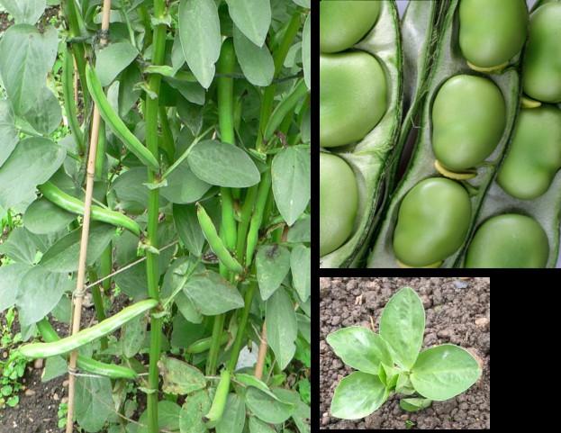 Broad Beans are hardy to zone 2 and are the earliest seeds that can be direct seeded into the soil. The have beautifully scented flowers that attract beneficial insects to the garden.