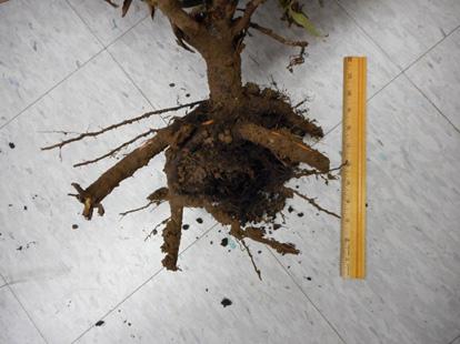 Most of the soil held no roots and just fell away, revealing a severely chopped root system (Figs. 2 and 3).