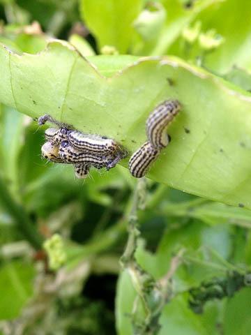 If you decide to treat, control options include Conserve (spinosad), Talstar (bifenthrin), and Orthene (acephate). Bt is effective only when the caterpillars are small.