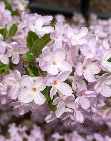 Close-up of annual bluegrass Photo: Chuck Schuster, UME Note the clumping growth pattern Photo: Chuck Schuster, UME Plant of the Week By: Ginny Rosenkranz Daphne genkwa, lilac Daphne, is a