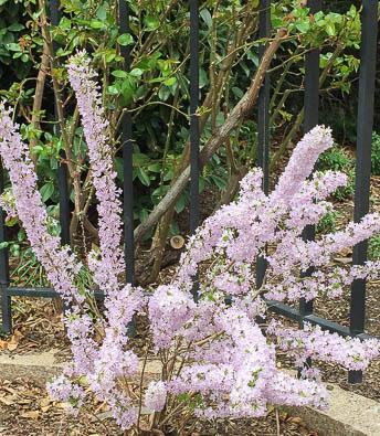 In mid to late spring the long slender, erect branches are completely covered with an abundance of slightly fragrant lilac flowers borne in clusters of 2-7 flowers together.