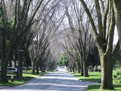 2006 The same ash trees in