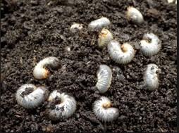 Introduced Invasive Pest Mature grubs are the size of a piece of cooked elbow macaroni.