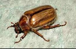 What Does It look like? The mature adult beetles are approximately 14 mm long and a tan colour.