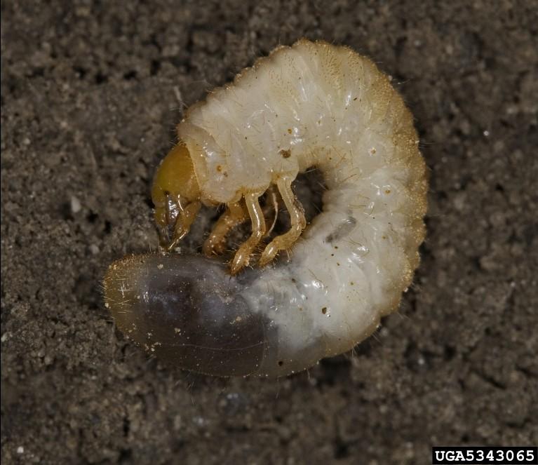 Larvae or Grub Stage Grubs eat the crown of the grass roots, killing the plant.