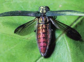 What is Emerald Ash Borer? The Emerald Ash Borer is a metallic green wood-boring beetle of about 1 to 1.