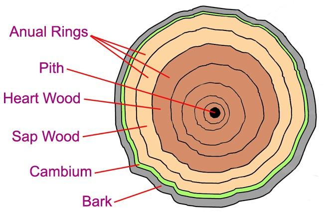 The outer bark is the tree's protection from the outside world. Continually renewed from within, it helps keep out moisture in the rain and prevents the tree from losing moisture when the air is dry.