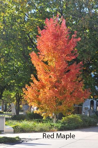 Horticulture 2013 Newsletter No. 44 November 5, 2013 Video of the Week: Transforming Leaves from Trash to Treasure A Time for Stunning Fall Color ORNAMENTALS Four seasons.