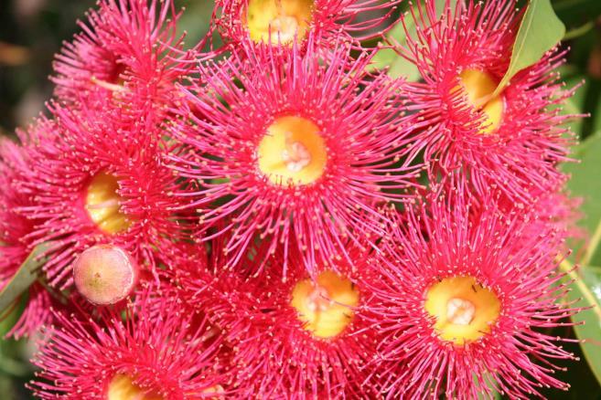 22 & 23 September Bendigo Native Plants Group Australian Flower Show, Kangaroo Flat Primary School, 60-80 Olympic Parade, Kangaroo Flat Bendigo. To be confirmed.