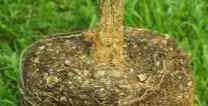 Prevent girdled roots by