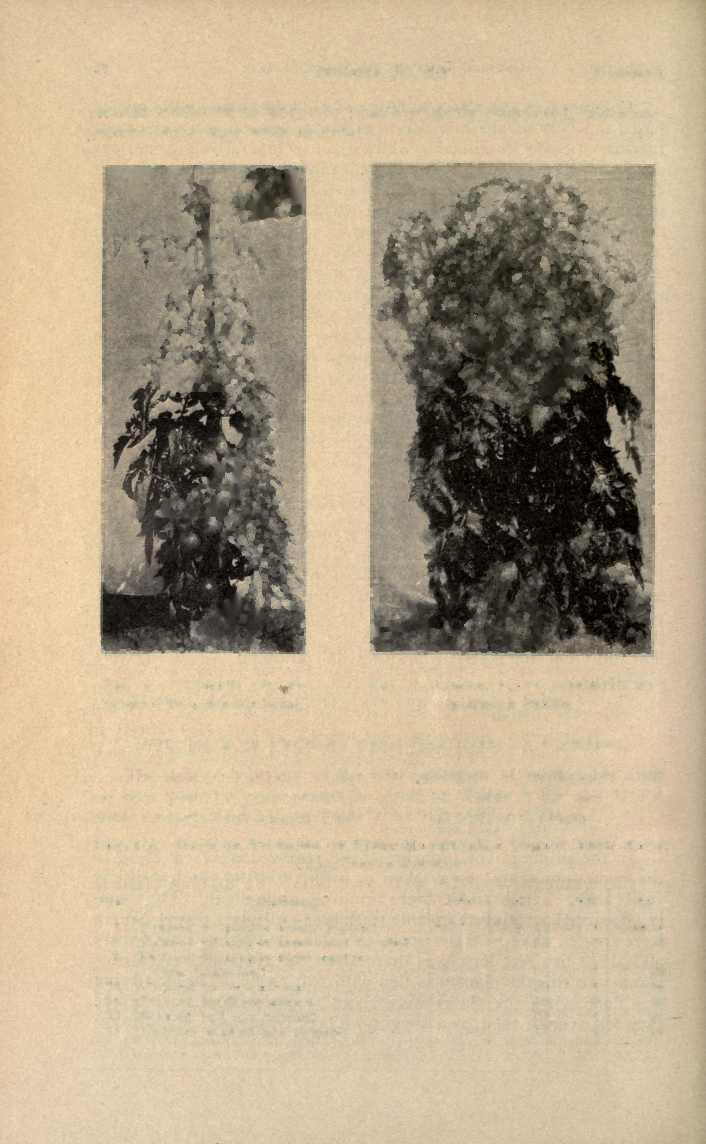 BULLETIN No. 144 [February, th'o some- usually sufficient to keep the plants properly supported, times four tyings were necessary. FIG. 9.