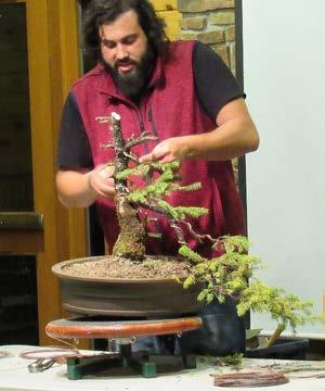 While wiring the tree Tyler answered questions about styling bonsai.