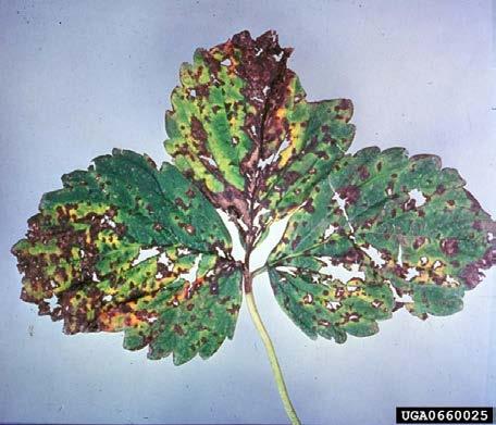 spread over long distances in the wind. The fungus has the ability to attack all plant parts, however fully open flowers and ripening fruit are most susceptible to the disease.