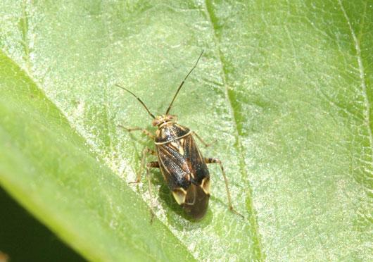INSECT PESTS Tarnished plant bug Lygus lineolaris The most important insect pest of Minnesotagrown strawberries is the tarnished plant bug (TPB).