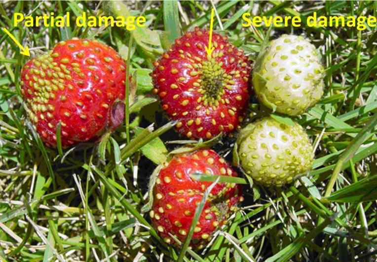 Damage Both adults and nymphs injure strawberry fruit by inserting their piercing mouth parts into the flowers and young fruit.