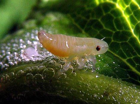 Immature spittlebug. R. Bercha, insectsofalberta.com. Important biology Spittlebugs overwinter as eggs.