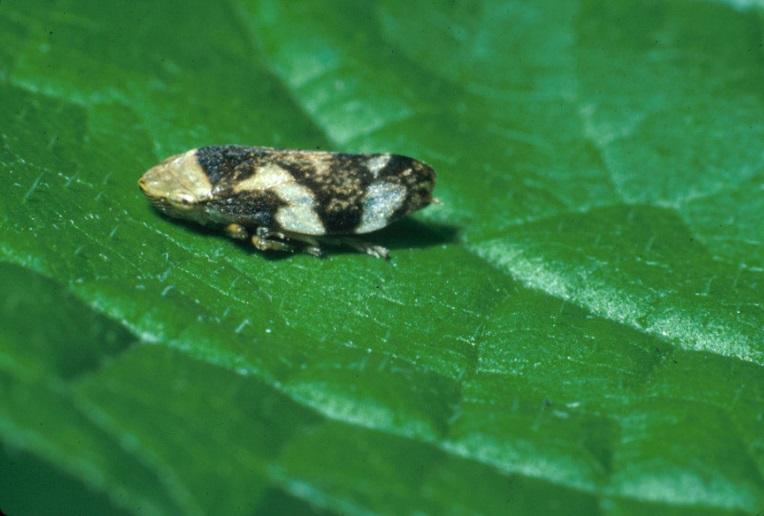 The nymphs mature in 5-8 weeks and as adults migrate to nearby grassy areas, pastures or areas with broadleaf weeds.