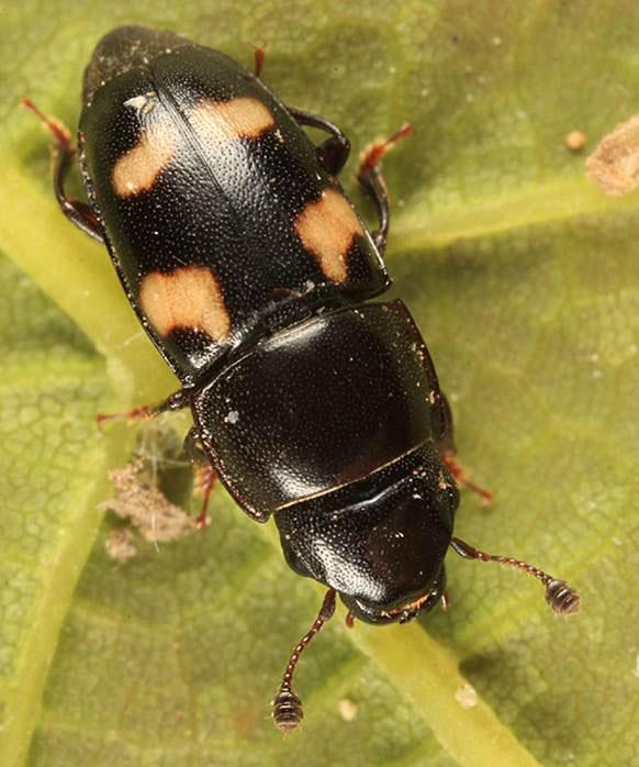 Two species that are particularly attracted to the ripe strawberries in Minnesota are the strawberry sap beetle and picnic beetle. Strawberry sap beetle. Tom Murray.
