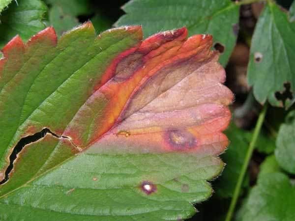Identification Symptoms on leaves begin with solid reddish-purple spots that develop a tan center as they grow.