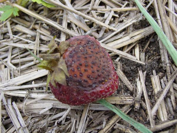 Management There are no strawberry cultivars that are resistant to leaf blight. Choose sites with full sun, good soil drainage and air circulation.