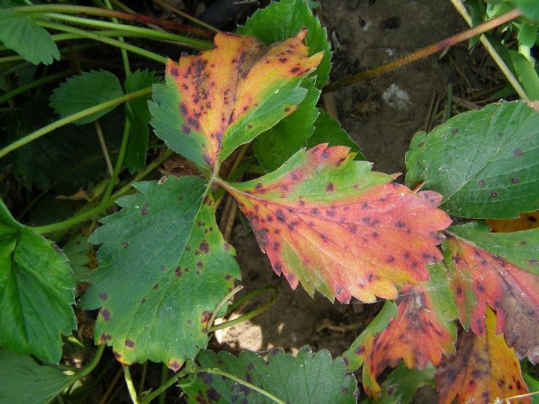In severe cases, the infected area dries to a tan color and the leaf margin curls upward looking scorched.