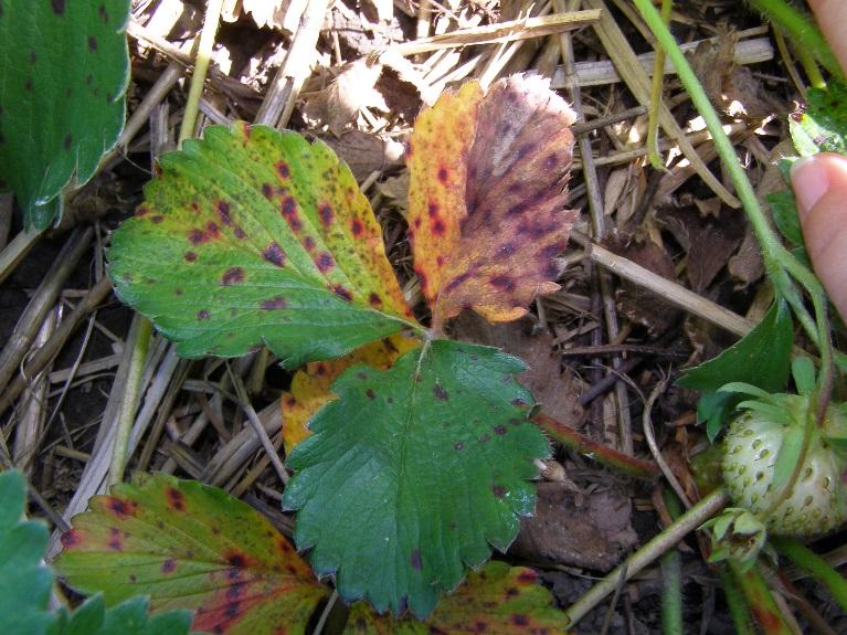 Management Resistant cultivars Although some cultivars have been reported to show resistance to leaf scorch, these have not proven to be reliably disease free in Minnesota.