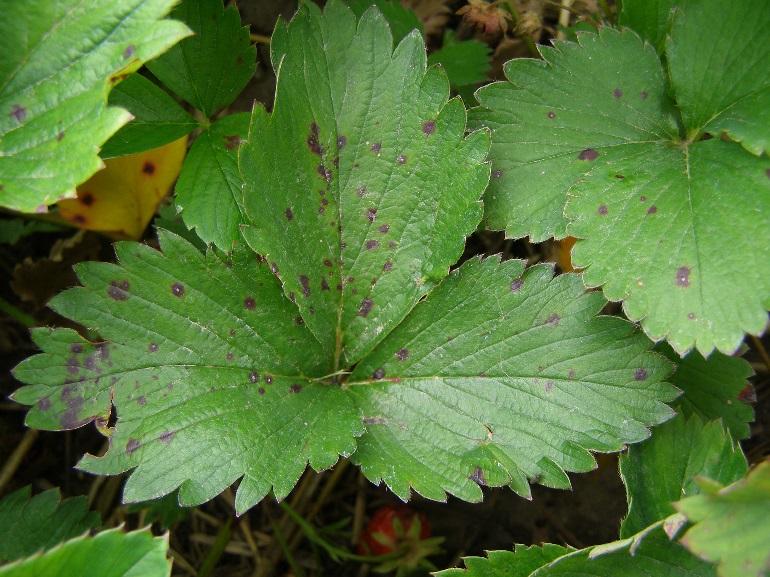 Identification The leaf spot fungus can infect leaves, petioles, runners, fruit stalks, berry caps, and fruit. The symptoms of the disease begin with small purple spots on leaves or stems.