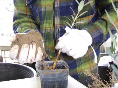 3.1 Research development to produce organic propagating materials of