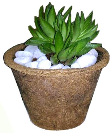 Best potting container for root