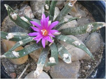 The Cactus Patch Volume 21 November 2018 Number 11 THE NEWSLETTER OF THE BAKERSFIELD CACTUS & SUCCULENT SOCIETY The Bakersfield Cactus & Succulent Society % Polly Hargreaves, editor